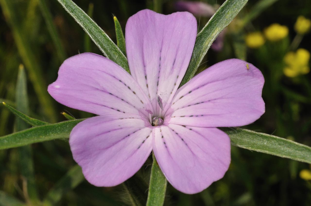 Agrostemma githago